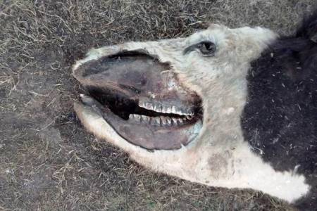 Hallan vacas mutiladas en La Pampa