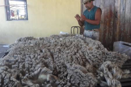 Buenos Aires tendrá su primer centro de acopio y acondicionamiento de lana: Funcionará en la Chacra Experimental de Bellocq e impulsará los protocolos del Prolana