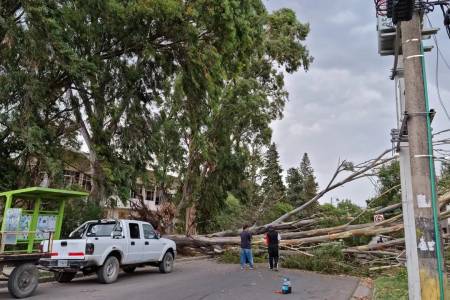 El temporal de viento derribó árboles y ramas en varios sectores de Bahía Blanca
