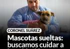 Mascotas sueltas en Suárez: buscamos cuidar a la población