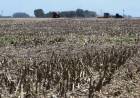 Sequía: Axel Kicillof declaró estado de Emergencia y Desastre Agropecuario en 33 municipios bonaerenses
