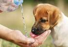 Los veterinarios advierten sobre los golpes de calor en las mascotas
