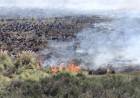 Monte Hermoso: un incendio arrasó unas 50 hectáreas de campo