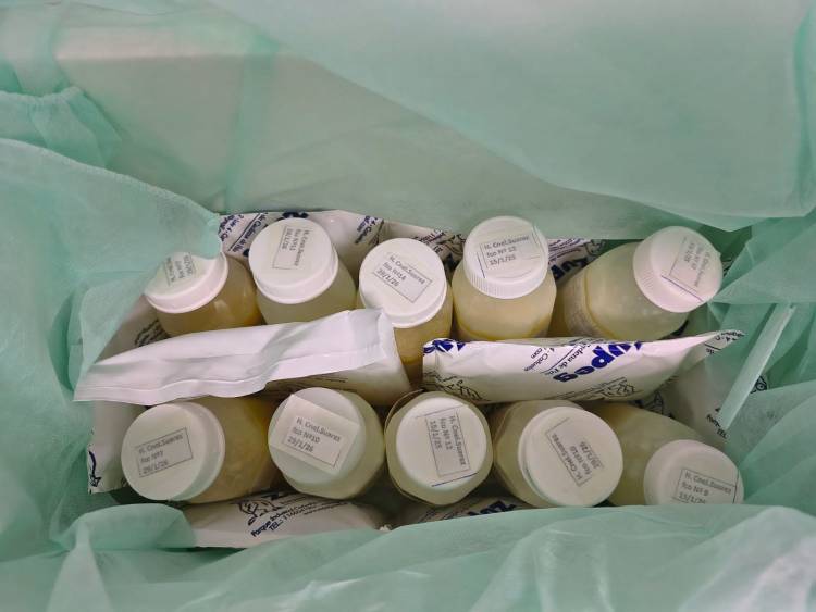 Un puente de vida: Coronel Suárez concretó el primer envío de leche humana pasteurizada al Hospital Penna