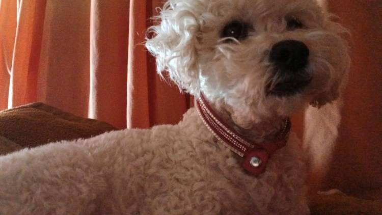 Buscan a Nina, una caniche que se extravió