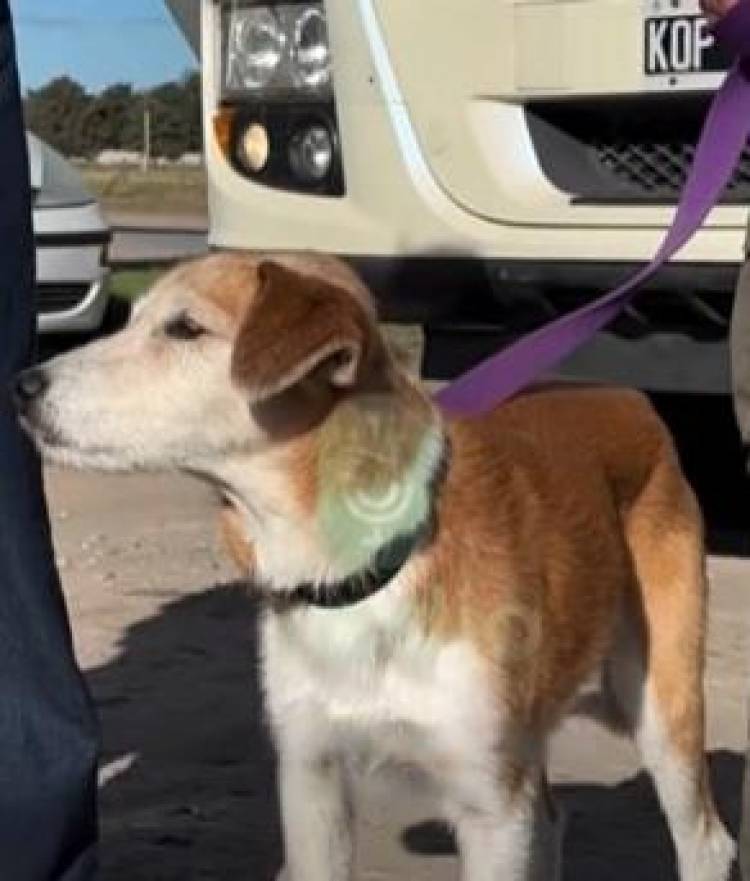 Poly, el perro camionero que volvió a encontrar el camino hacia su familia