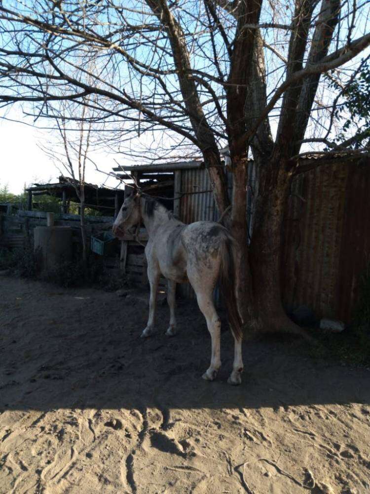 Los arrestan cuando cargaban un camión jaula con 18 caballos robados
