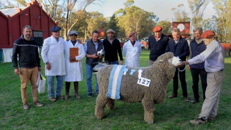 Bordeu: una cabaña debutante presentó el gran campeón Corriedale