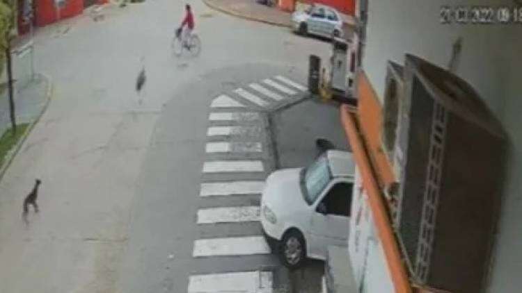 ¡Insólito! Un avestruz chocó a una mujer que circulaba en bicicleta