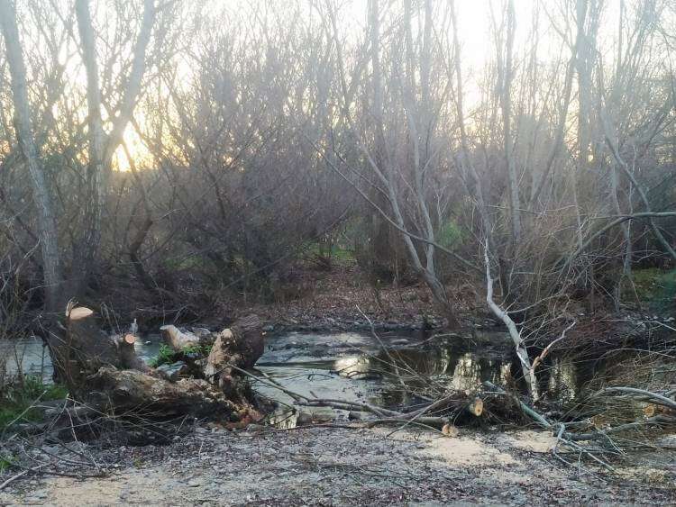 Preocupación por la tala de árboles indiscriminada en Villa La Arcadia