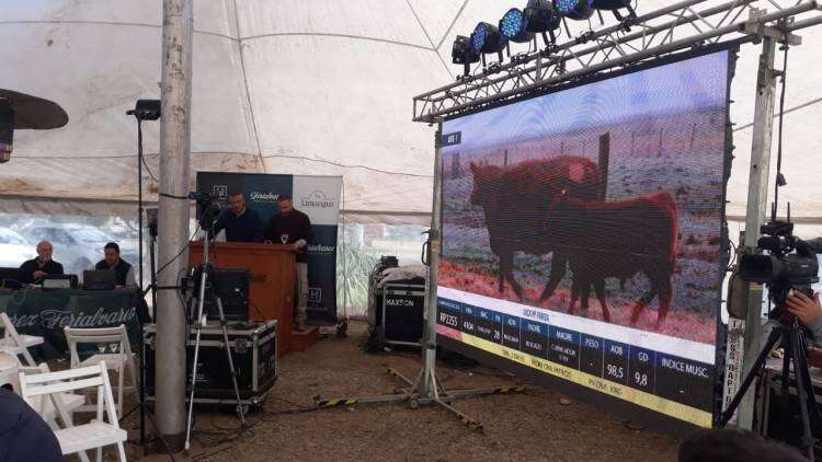 Se vivió el 25º Remate Limangus de Estancia Los Choles