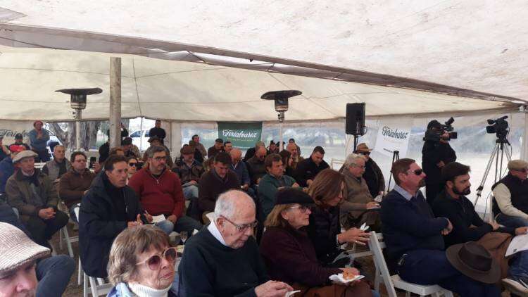Se vivió el 25º Remate Limangus de Estancia Los Choles