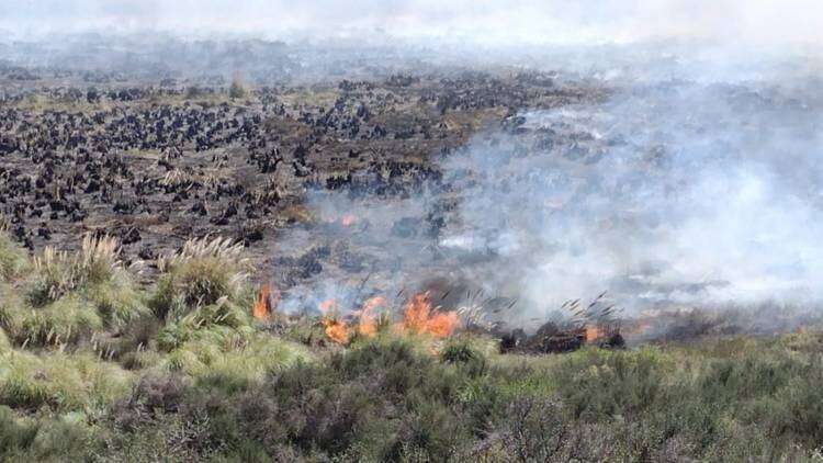 Monte Hermoso: un incendio arrasó unas 50 hectáreas de campo