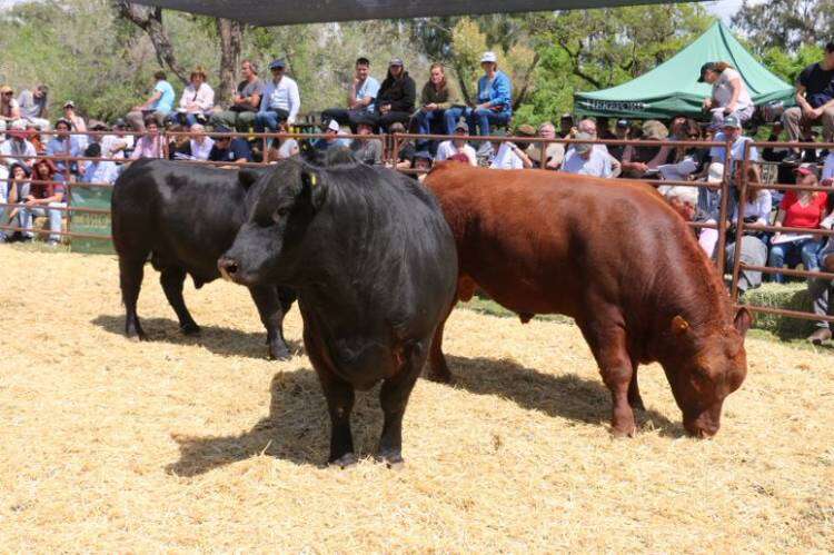 EXPO RURAL 2023: gran calidad de hacienda según Gervasio Sáenz Valiente
