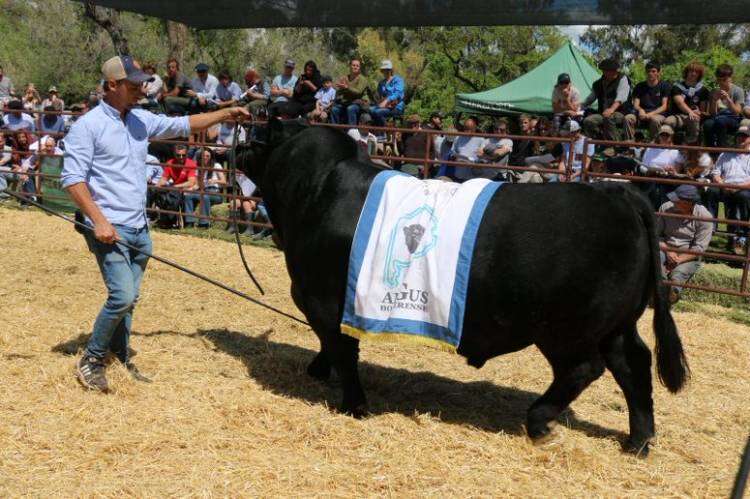 EXPO RURAL 2023: gran calidad de hacienda según Gervasio Sáenz Valiente