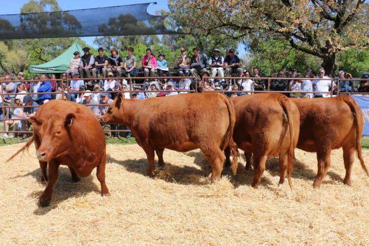 EXPO RURAL 2023: gran calidad de hacienda según Gervasio Sáenz Valiente