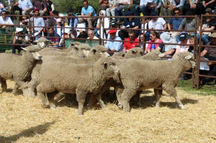 EXPO RURAL 2023: gran calidad de hacienda según Gervasio Sáenz Valiente