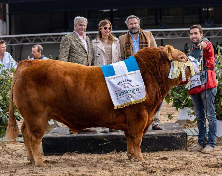 Los Choles de Administración Cook tiene el mejor toro Limangus del mundo