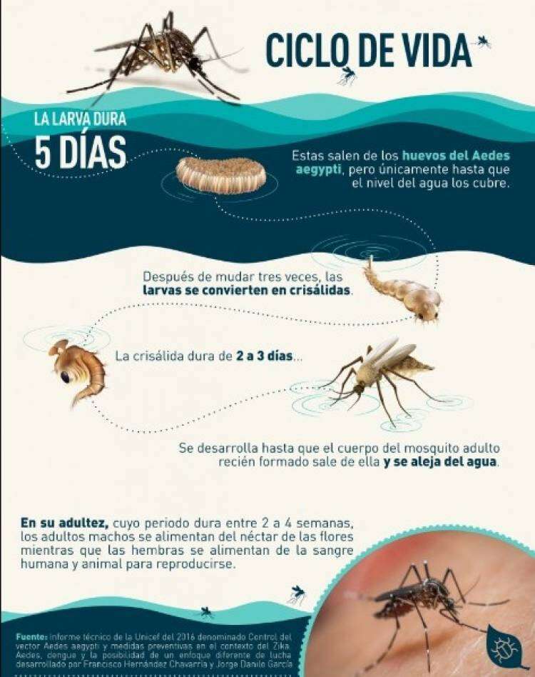 Firpo: “No tenemos certeza aún de que haya Aedes aegypti en la ciudad, pero si no lo hay, prontamente lo va a haber.”