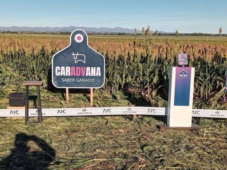 Mattalia: "Lo que nosotros queremos es recomendar, desde la elección de híbrido a la confección de silo, y un montón de puntos para empezar a tener silajes de calidad”