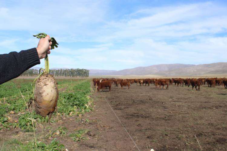 El super alimento que permite ganancias superiores a 1 kg/día en pastoreo directo