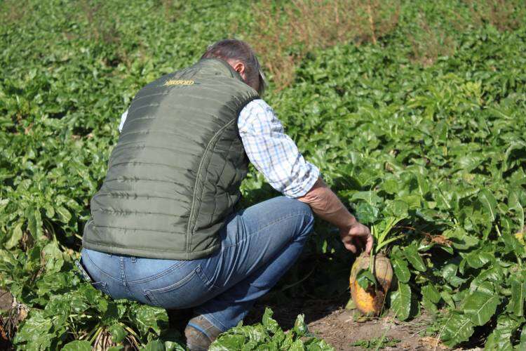 El super alimento que permite ganancias superiores a 1 kg/día en pastoreo directo