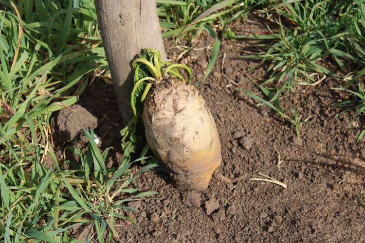 El super alimento que permite ganancias superiores a 1 kg/día en pastoreo directo