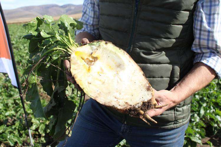 El super alimento que permite ganancias superiores a 1 kg/día en pastoreo directo