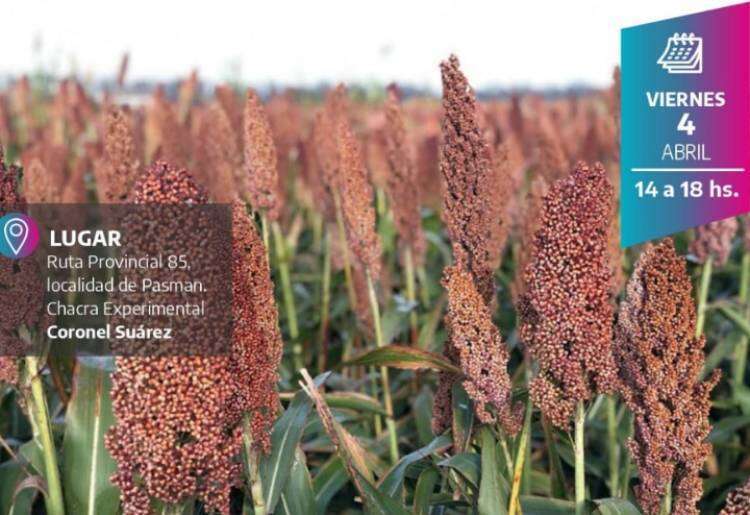 Jornada a campo de Maíz y Sorgo