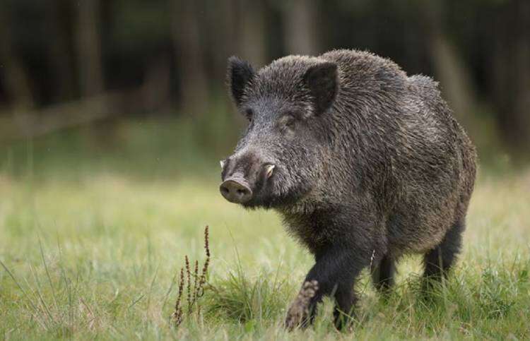 Autorizan la caza de jabalí en la provincia: "Especie exótica invasora"