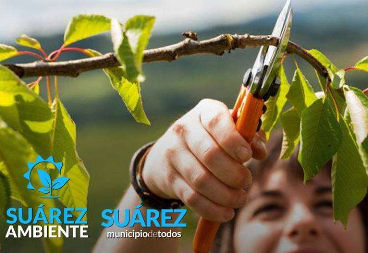 ATENCIÓN VECINOS! INICIÓ LA TEMPORADA DE PODA