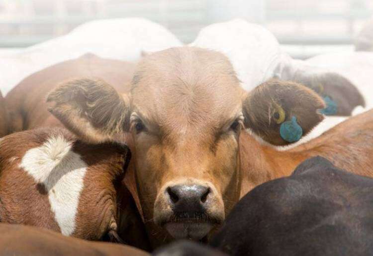 Se busca Operario de Mixer para Feedlot