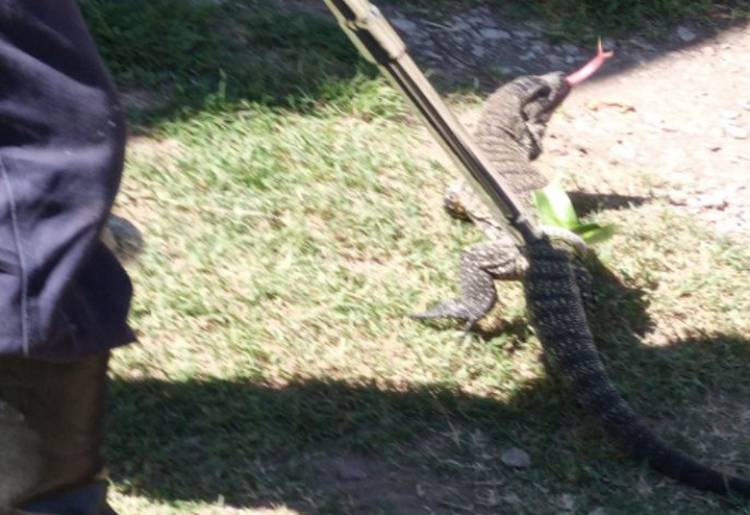 Lagarto en la Av. San Martín