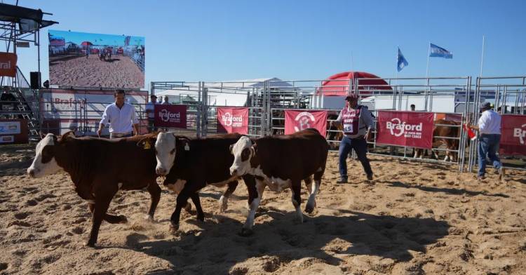San Nicolás: Expoagro marcó récords de visitantes, remates y solicitudes de créditos