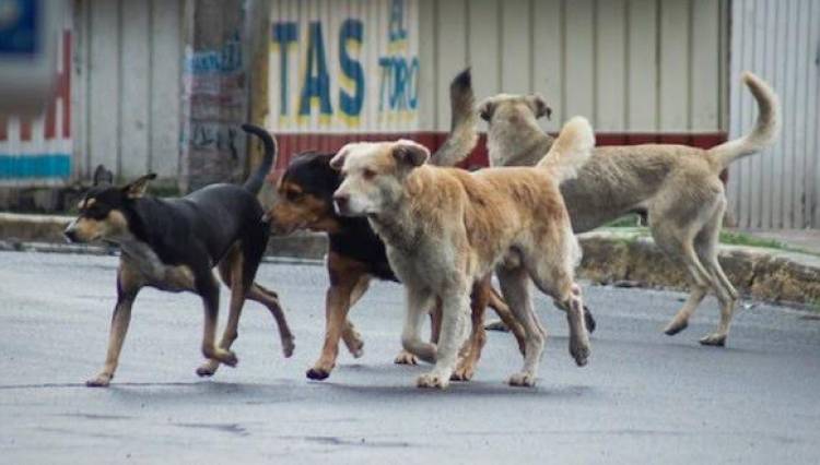 El drama de los perros en la calle. “No contamos con la colaboración de la gente cuando los vamos a buscar” 