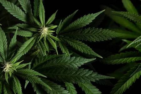 Cannabis medicinal: crean un régimen especial para otorgar licencias de producción de semillas y plantines