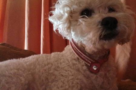 Buscan a Nina, una caniche que se extravió