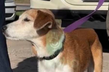 Poly, el perro camionero que volvió a encontrar el camino hacia su familia