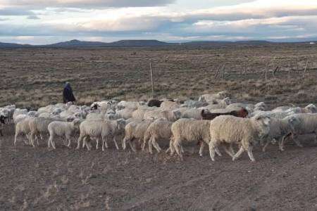 Desarrollo Agrario abrió la convocatoria para el financiamiento de proyectos productivos ovinos