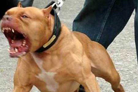 Pitbull asesino en White: según Ares, el dueño del perro podría quedar imputado