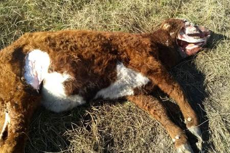 Misterio en Bordenave: una vaca mutilada, una cámara fotográfica y un resplandor en la oscuridad