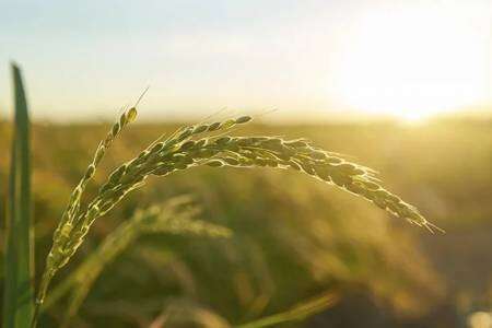 El sector agroindustrial de la zona, con moderadas expectativas para la primera parte de 2025