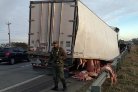 Santa Fe: se rompió un camión en la ruta y se llevaron los cerdos