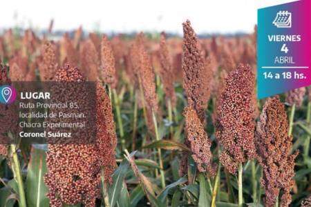Jornada a campo de Maíz y Sorgo