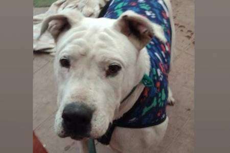 Urgente: buscan a un perro perdido en Coronel Suárez