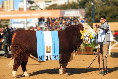 Grandes campeones: Sacerdote dio el batacazo en Hereford y una hembra hizo historia en Angus