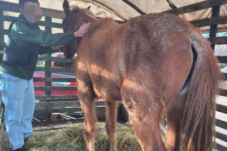 El CPR rescató otro equino por Inf Ley 14346 (malos tratos y actos crueles a los animales)