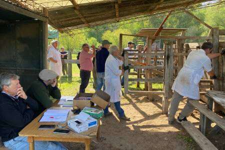 A buen ritmo se realizó la admisión de bovinos