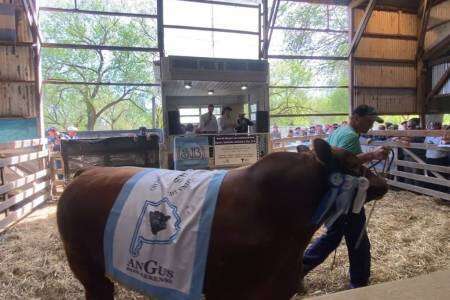 El Gran Campeón Angus de la 106° Expo Rural se vendió en 31 millones de pesos