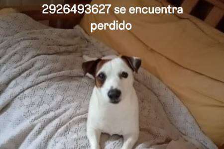 Buscamos a Apolo